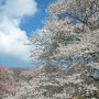 【天平の丘公園】朝のうちは雲の多い微妙な天気 ここで何度帰ろうかと思った事かｗ 