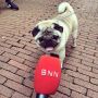 Pugs, drugs & rock and roll.