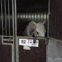 Het was me wel een reis, pas om half 3 waren we in Ravenna. Paarden op stal en alles is geïnstalleerd. #RavennaEventing #RuitersInOranje #SamenMet #TicketToRio
