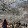 【筑波山梅林2016】帰り道は下りなので楽チンですね♪
