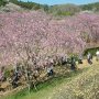 【常陸 風土記の丘】なんとかお天気に見頃が間に合ってくれた枝垂れ桜のトンネル 同園の目玉はやっぱりコレです(ｷﾘｯ 