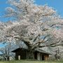 【長峰公園】こんな立派な桜の下にあるのがトイレだなんて言えない(ﾎﾞｿｯ