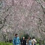 【常陸 風土記の丘】欲を言えばもっと花が多いと完璧だったんだが写真で見ると充分な花の付き方をしてる感じだな