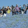 【ひたち海浜公園2017】ネモフィラの見頃はもうしばらく続きそうです この時期、海浜公園周辺は大渋滞ですけど一見の価値アリですよ！ 機会があれば是非！！ 