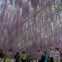 【あしかがフラワーパーク2015】見上げれば紫のカーテン