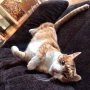 Hoe lekker om een kat te zijn!!
#haha #ja #love #watnee