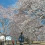 【天平の丘公園】栃木ではまだソメイヨシノがほとんど開花していないのでこの満開の桜は貴重です！ 