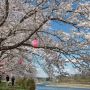 【桜紀行2014】栃木市・金崎思川堤の桜 桜の回廊を抜けて