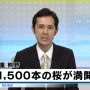 ｿﾒｲﾖｼﾉ