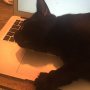 @gerardcowling Angus isnt letting me on the Mac at the mo. He thinks it's a game.
