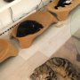 @Tsuroerusu Cats! Currently at my feet.