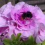 Wat voor hommel is dit?