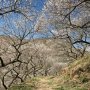 【西渓園】延々と続く梅の回廊 