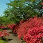 【長峰公園】園内は見頃を迎えた色とりどりのツツジと新緑の緑でいっぱいです