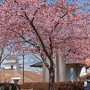 【宇都宮城址公園の河津桜2017】お天気にも恵まれました 早く満開になあれー 