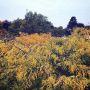 The roof of the trees in fall colors... 🍁🍂🍁🍂 #fallinrotterdam #yellow #spotthelandmark
