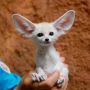 @CherriJulie @lordcoopy I see your pig and raise you a fennic fox 