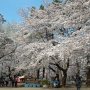 【埼玉県・大宮公園の桜】初めて来ましたがここの桜は自由広場と呼ばれる公園中央のエリアに集中しているようですな 