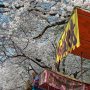 【埼玉県・大宮公園の桜】やはり平日の朝は露店の方々ものんびりとした雰囲気ｗ 