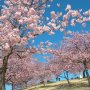【いせさき市民のもり公園】植えられて間もない若い木もすくすく成長ちう！