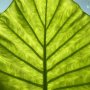 Can observe our Alocasia Macrorrhiza grow for hours... #magnificent #nature #fibonacci #elephantears #nervoussystem #green #gogreen #nofilter