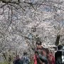 【権現堂公園の桜2020】桜堤ではソメイヨシノ約1,000本が1キロほどに渡って咲き誇ります 今なら桜のトンネルを潜れますよー