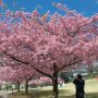 【宇都宮城址公園の河津桜 その弐】鳥さんを狙うカメラマンさんもたくさんいらっしゃった 花の時期を迎えていよいよ活動期ですねー