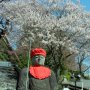 【慈光寺 赤門の桜】赤門を潜るとお地蔵さんがお出迎えしてくれます 奥の階段を上がると本堂があります