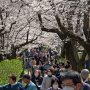 【権現堂公園の桜2020】お花見スポット名物、大渋滞ｗｗｗｗｗ お越しの際はこれに耐える忍耐力が必要です