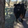 spirit animal #staredown