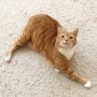 Which yoga pose is this again?