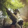 🐢 🌳 ❤️