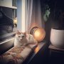 De allerleukste @meneertje_the_king_  lekker aan het chillen op de vensterbank die @eigenhuisentuin kwam maken! Met papa’s zelfgemaakt lamp!! @vogeleddy 😍#vensterbank #kat #desginlamp #plant #homesweethome #liefde #cats #catsofinstagram #gezellig #interior