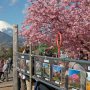 【まつだ桜まつり】松田町の桜写真もいろいろと紹介されています ソメイヨシノが咲き出すといよいよ本格的な桜シーズン開始ですねー