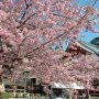 【雨引観音】境内にも立派な河津桜が鎮座してます