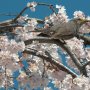 【佐野市・西光院の桜】鳥さんもいらっしゃった♪ 