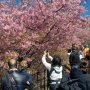 【まつだ桜まつり】続いては松田山の更に高い場所に位置するあぐりパーク嵯峨山苑を目指します 途中の歩道には満開の河津桜がいっぱい