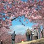 【いせさき市民のもり公園】概ね見頃ですが、まだこれから満開を迎える木も多く全体としては8分咲きといった所です