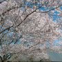 【天平の丘公園の桜2020】古民家周辺の桜も良い感じに咲き揃ってきました