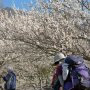 【筑波山梅林2020】梅林での梅見物とはいえ現場はほぼ登山なのでデカいザックを背負っている人が多かった