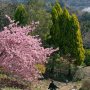 【まつだ桜まつり】遠くには東名高速が見えます