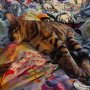 Catnapping away

#bengalcat #bengal #catnapping