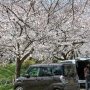 【千歳袋川堤の桜】後から後からお客さんがやってくるｗ 地元ではかなり有名なスポットのようだ