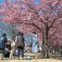 【宇都宮城址公園の河津桜】今年はまともに雪が降ること無く暖冬のまま早くも春に突入してしまった感がありますねぇ もしかしたら桜も今月中に終わっちゃうかもな・・・ 嬉しいやら悲しいならｗ