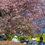 【まつだ桜まつり】高低差がある場所はいろんな構図で撮れるから好き～