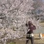 【天平の丘公園の桜2020】人出は例年に比べるとかなり寂しいものがありました が、Uo･ｪ･oUﾜﾝﾜﾝを連れた人が記念撮影してたｗ