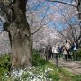【権現堂公園の桜2020】桜の足元を見てみれば春のお花が咲き誇る