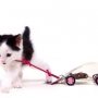 Yeaaaars ago I made this: the official TINKEBELL. toy - a mouse, killed by one of my cats,  moulded in a plastic shaped mouse on wheels. I photographed the piece with while a kitten was playing with it. Yess. Those were the days!