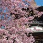 【雨引観音】こちらの河津桜も少々葉っぱが目立ってきました
