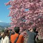 【まつだ桜まつり】富士山と桜の取り合わせはやはり良い 人を惹きつけるの分かるわー 栃木じゃ絶対撮れない組み合わせだしｗ